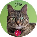 Profile avatar of sirin.the.cat