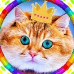Profile avatar of cat_video__