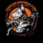 Profile avatar of european_doberman_stud