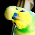 Profile avatar of bruno_the_budgie