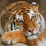 Profile avatar of animal_photographys