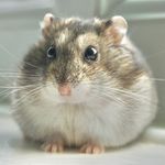 Profile avatar of cheese.the.fat.hamster
