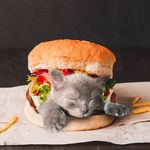 Profile avatar of cats_in_food