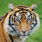 Profile avatar of tigerloversclub
