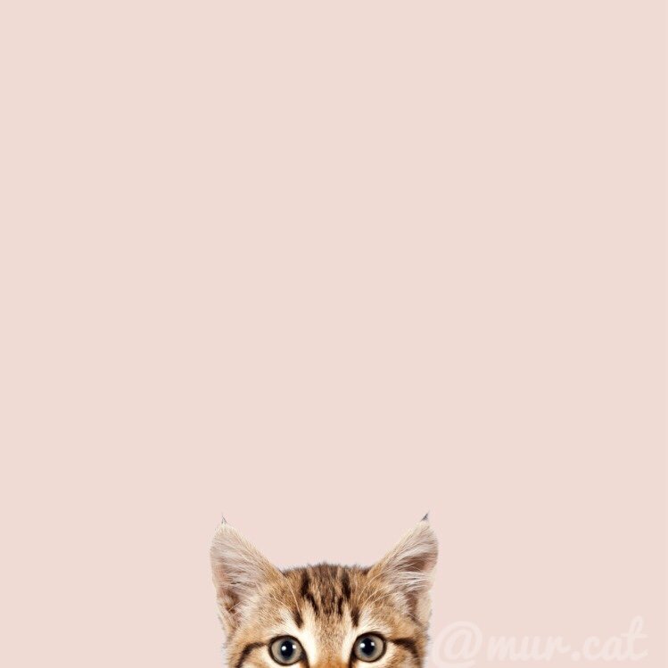 Profile avatar of mur.cat