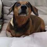 Profile avatar of enzo_dachshund