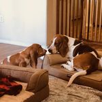 Profile avatar of melvin_and_winthrop_bassets
