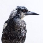 Profile avatar of penguinthemagpie