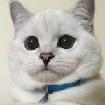 Profile avatar of @white_coffee_cat
