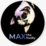 Profile avatar of maxthehussky