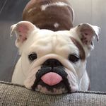 Profile avatar of bulldog_and_bunnies