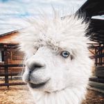 Profile avatar of russian_alpacas