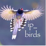 Profile avatar of ip_birds