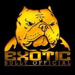 Profile avatar of exoticbullyofficial