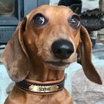 Profile avatar of sophie.the.mini.doxie