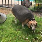 Profile avatar of obese_beagle