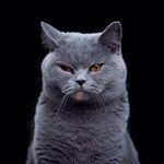 Profile avatar of cat_my_boss