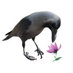 Profile avatar of charlie.the.crow