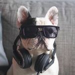 Profile avatar of manny_the_frenchie