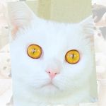 Profile avatar of hani_love_tuna