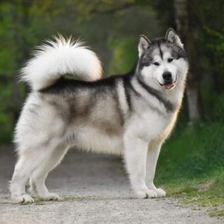 One of the top publications of @malamute.best which has 131 likes and 15 comments