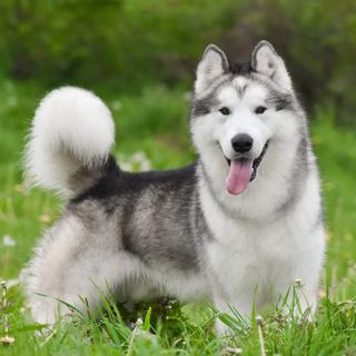 One of the top publications of @malamute.best which has 120 likes and 7 comments