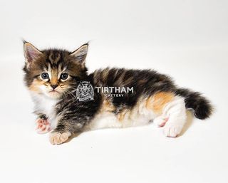 One of the top publications of @tirtham_cattery which has 2.3K likes and 47 comments