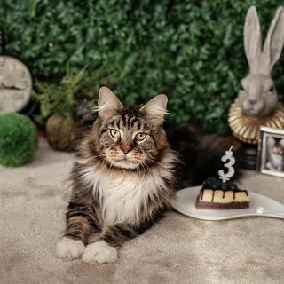 One of the top publications of @molly_mainecoon which has 112 likes and 17 comments