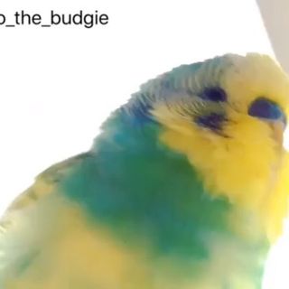 One of the top publications of @bruno_the_budgie which has 1.4K likes and 91 comments