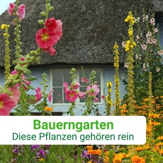 One of the top publications of @mein_schoener_garten which has 2.5K likes and 17 comments
