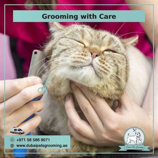 One of the top publications of @dubaipetsgrooming which has 4 likes and 2 comments