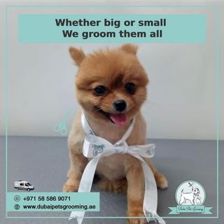 One of the top publications of @dubaipetsgrooming which has 2 likes and 2 comments