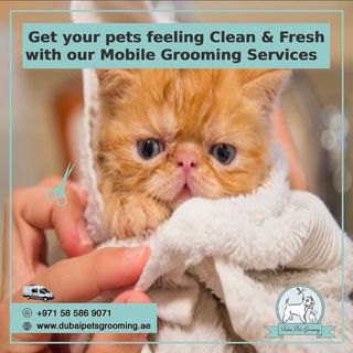 One of the top publications of @dubaipetsgrooming which has 5 likes and 1 comments