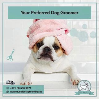 One of the top publications of @dubaipetsgrooming which has 4 likes and 1 comments