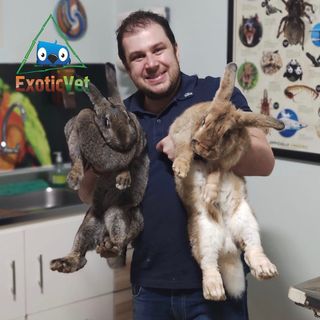 One of the top publications of @exoticvet_mundo_pet which has 130 likes and 1 comments