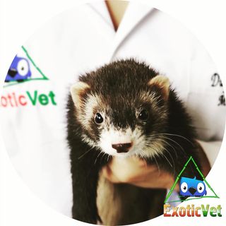 One of the top publications of @exoticvet_mundo_pet which has 47 likes and 0 comments