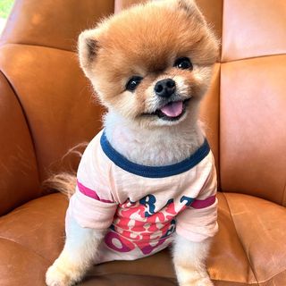 One of the top publications of @jiffpom which has 19.8K likes and 185 comments