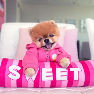 One of the top publications of @jiffpom which has 13.6K likes and 172 comments