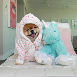 One of the top publications of @jiffpom which has 17.7K likes and 265 comments