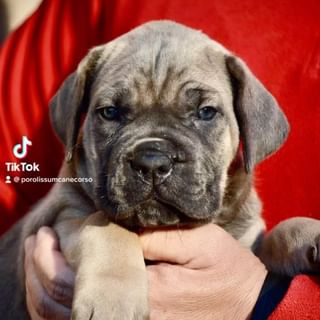 One of the top publications of @porolissum_cane_corso which has 23 likes and 0 comments