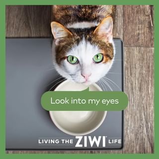 One of the top publications of @ziwipets which has 44 likes and 2 comments