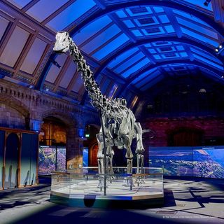 One of the top publications of @natural_history_museum which has 7.3K likes and 99 comments