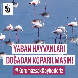 One of the top publications of @wwf_turkiye which has 1.7K likes and 33 comments