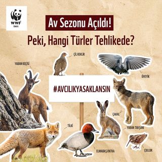 One of the top publications of @wwf_turkiye which has 3.6K likes and 96 comments