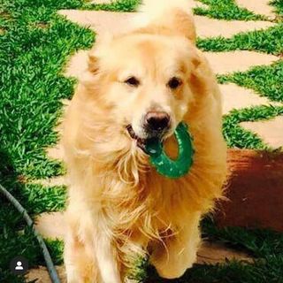 One of the top publications of @brisapy_goldenretriever which has 170 likes and 8 comments