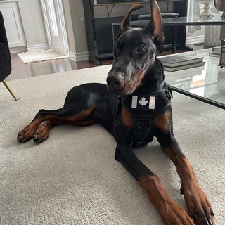 One of the top publications of @dobermannultimatus which has 185 likes and 13 comments