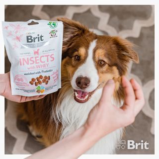 One of the top publications of @britpetfood which has 176 likes and 5 comments