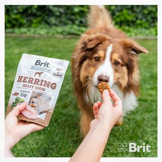 One of the top publications of @britpetfood which has 132 likes and 5 comments