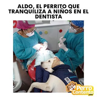 One of the top publications of @perrocontento which has 1K likes and 15 comments