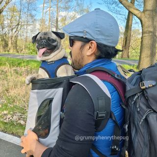 One of the top publications of @grumpyhenrythepug which has 140 likes and 16 comments